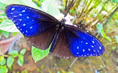 Euploea mulciber mulciber