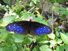 Euploea mulciber mulciber