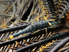 Laomenes amboinensis