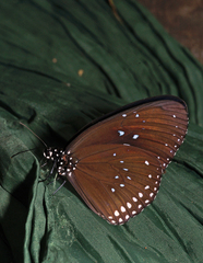 Euploea sylvester harrisii