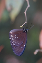 Euploea sylvester harrisii