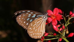 Ideopsis similis persimilis