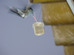 Cynanthus latirostris