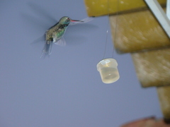 Cynanthus latirostris