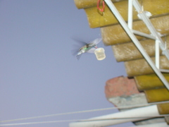 Cynanthus latirostris