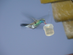 Cynanthus latirostris