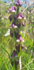 Disperis stenoplectron