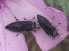 Acmaeodera cylindrica