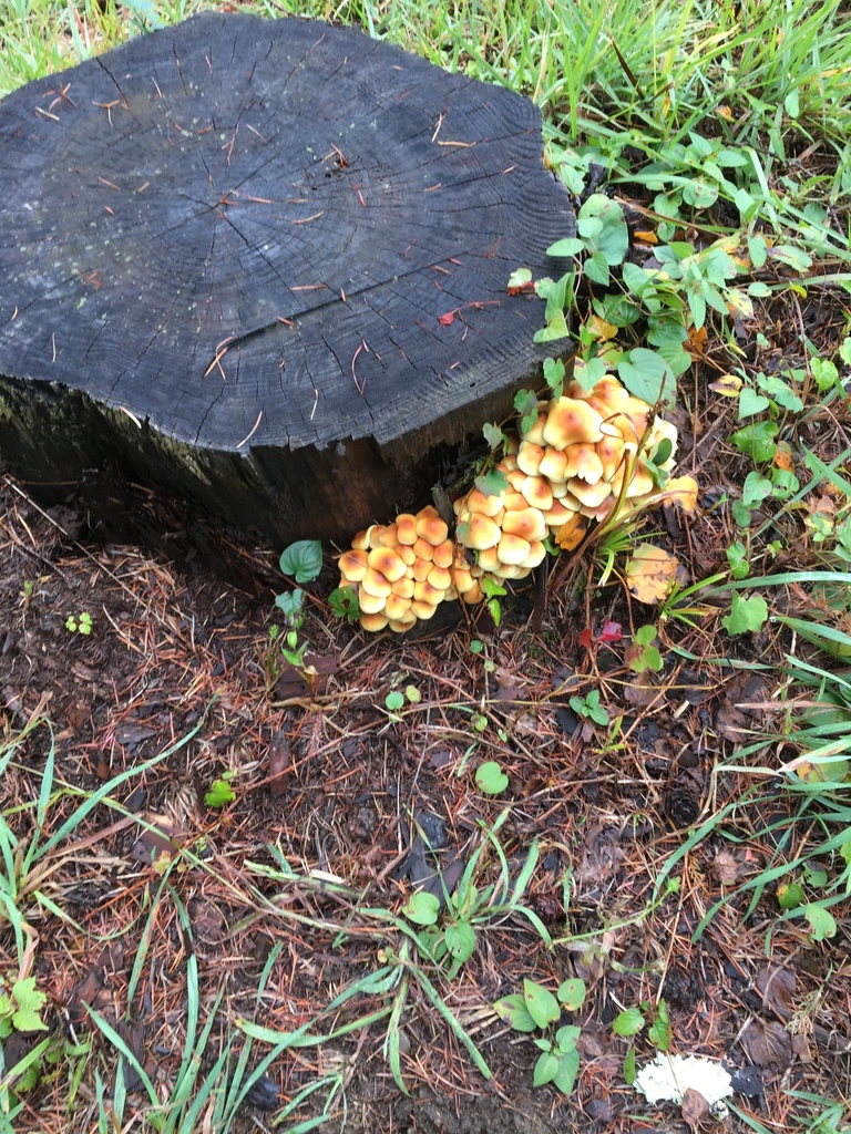 Hypholoma fasciculare · October 2017 · photo: © iwamotoshuko (iNaturalist, CC)
