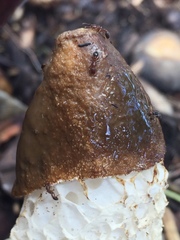 Phallus atrovolvatus