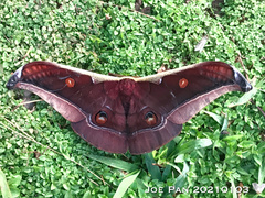 Antheraea assamensis
