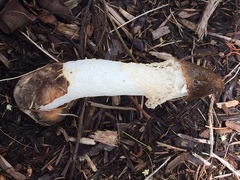 Phallus atrovolvatus