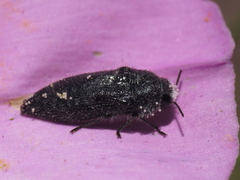 Acmaeodera cylindrica