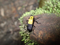 Chauliognathus heros