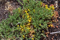 Thymus leptophyllus