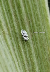 Cryptolaemus montrouzieri