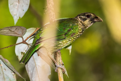 Ailuroedus maculosus