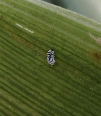 Cryptolaemus montrouzieri
