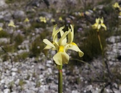 Moraea angusta