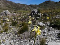 Moraea angusta