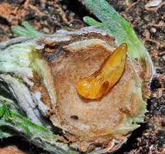 Pteromalus