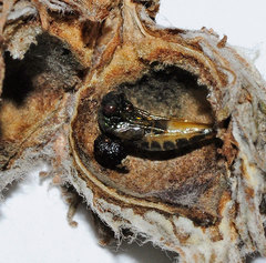 Pteromalus