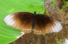 Euploea core godartii