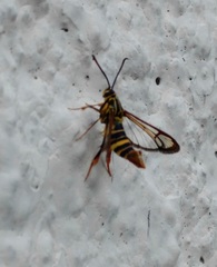 Sesiidae