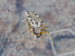 Dictynomorpha strandi