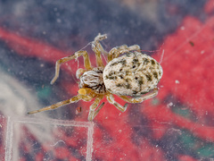 Dictynomorpha strandi