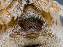 Dictynomorpha strandi