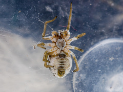 Dictynomorpha strandi