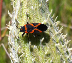 Lygaeus kalmii angustomarginatus