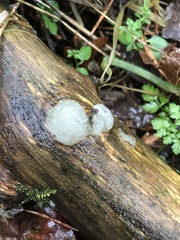 Exidia thuretiana