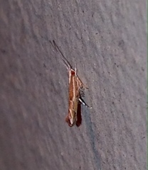 Plutellidae