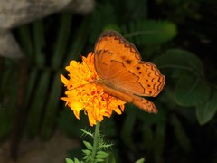 Cirrochroa surya siamensis