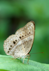 Cirrochroa tyche mithila