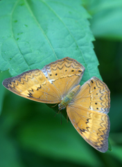 Cirrochroa tyche mithila