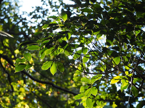 Image of Camphora kanahirae by no rights reserved