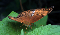 Cirrochroa tyche mithila
