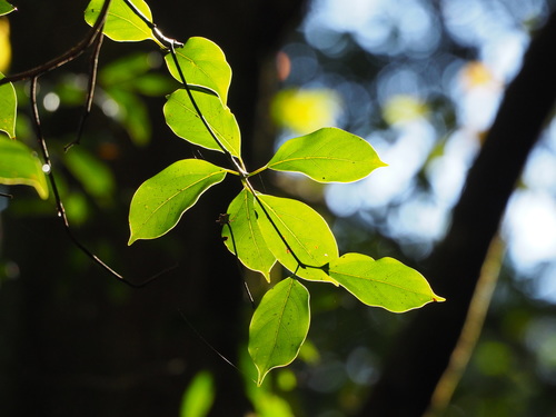 Image of Camphora kanahirae by no rights reserved
