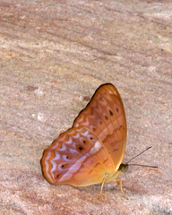 Cirrochroa tyche mithila