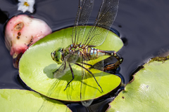 Anax gibbosulus