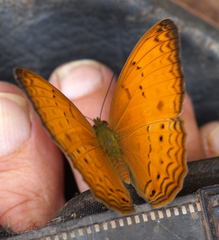 Cirrochroa tyche mithila