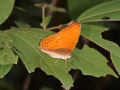 Cirrochroa tyche mithila