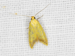 Aeolothapsa malacella
