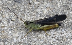 Megaulacobothrus aethalinus