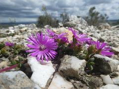 Drosanthemum quadratum