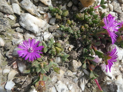 Drosanthemum quadratum