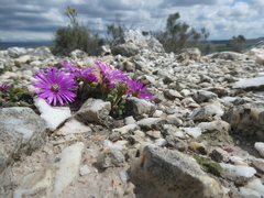 Drosanthemum quadratum